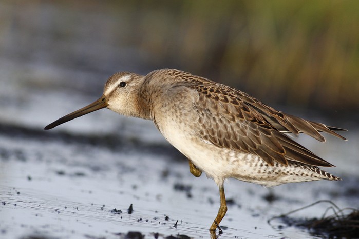 Long-billed Dowitcher