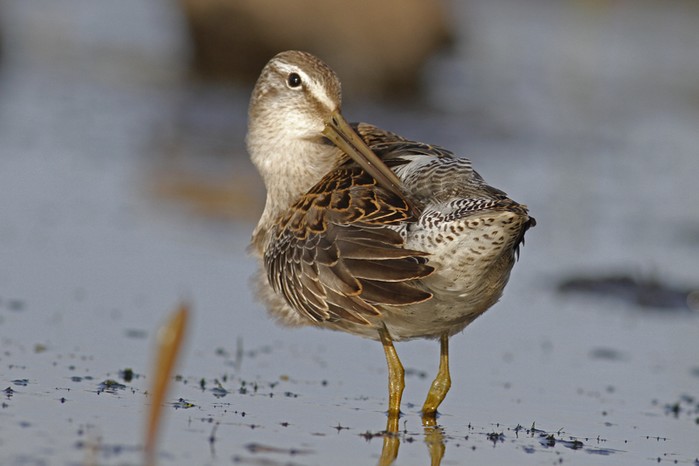 Long-billed Dowitcher