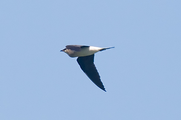 Black-winged Pratincole