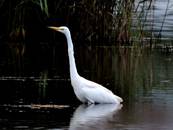 Great White Egret