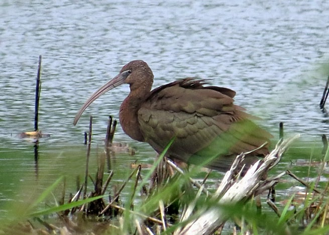 Glossy Ibis