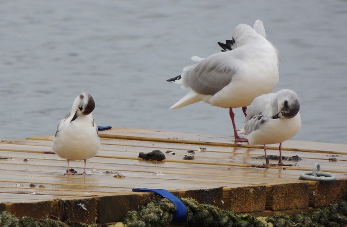Little Gull
