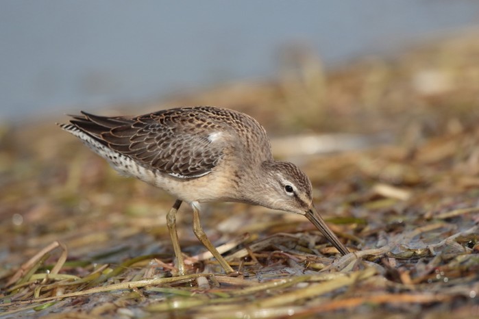 Long-billed Dowitcher
