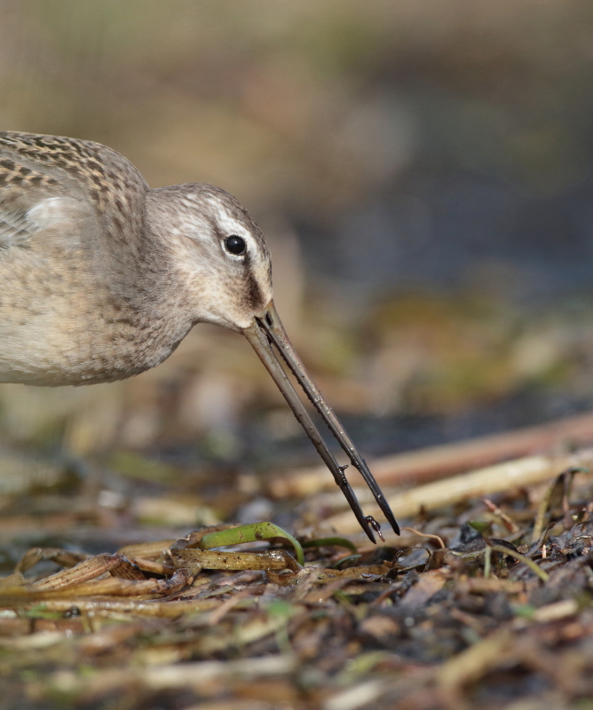 Long-billed Dowitcher