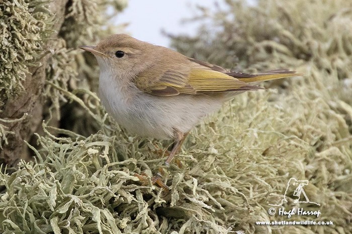 Western Bonelli's Warbler