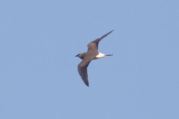 Black-winged Pratincole