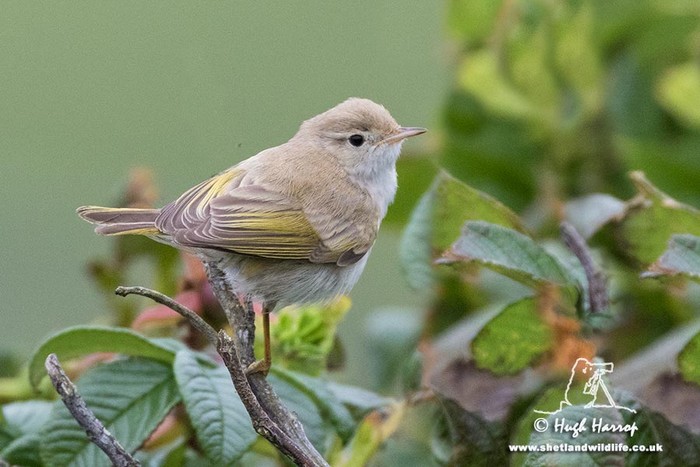 Western Bonelli's Warbler