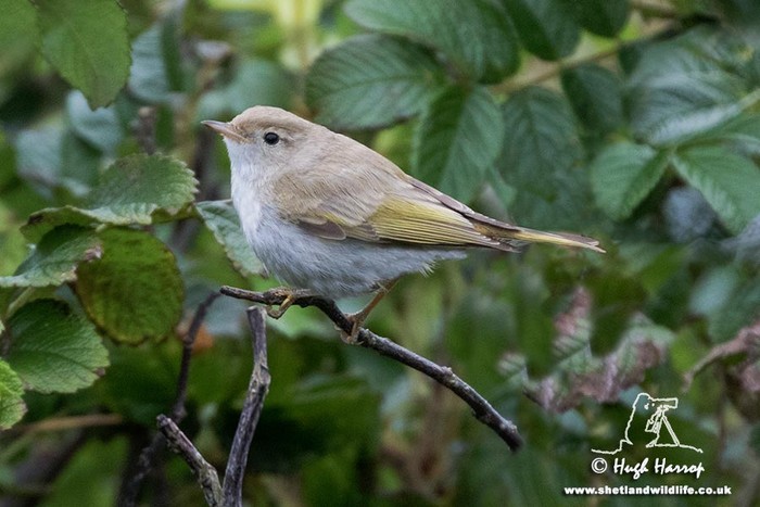 Western Bonelli's Warbler