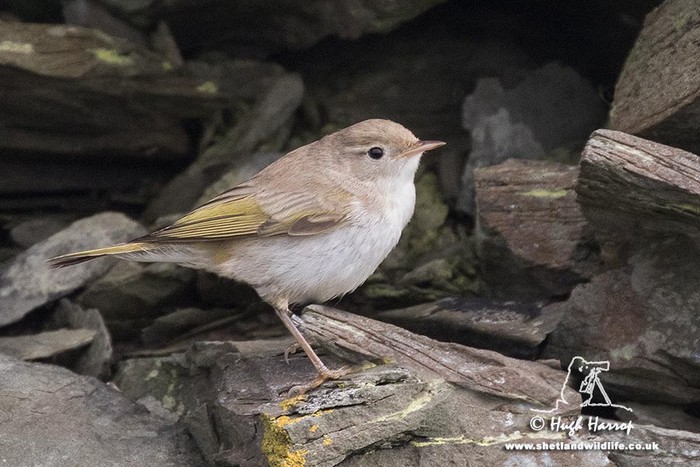 Western Bonelli's Warbler