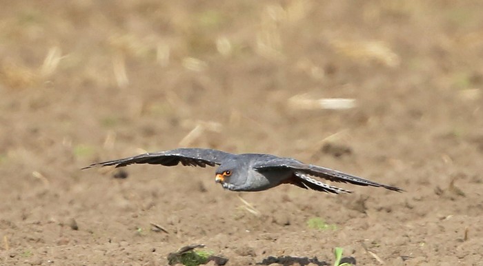 Red-footed Falcon