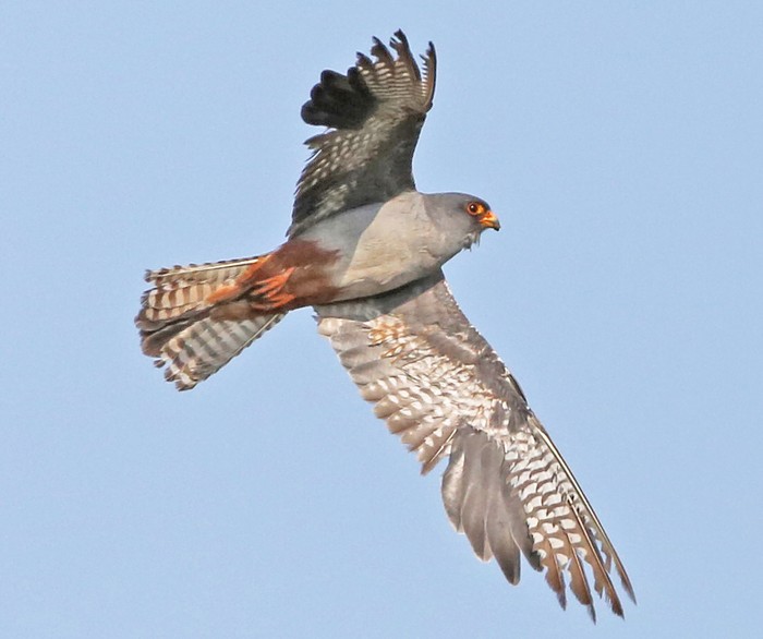 Red-footed Falcon