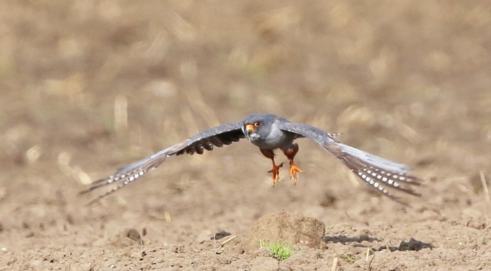 Red-footed Falcon