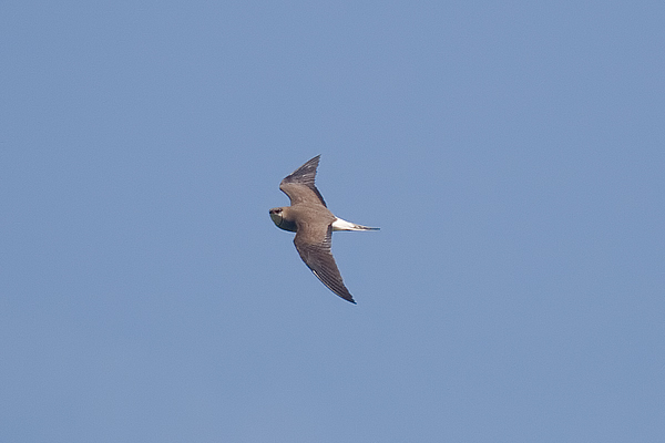 Black-winged Pratincole
