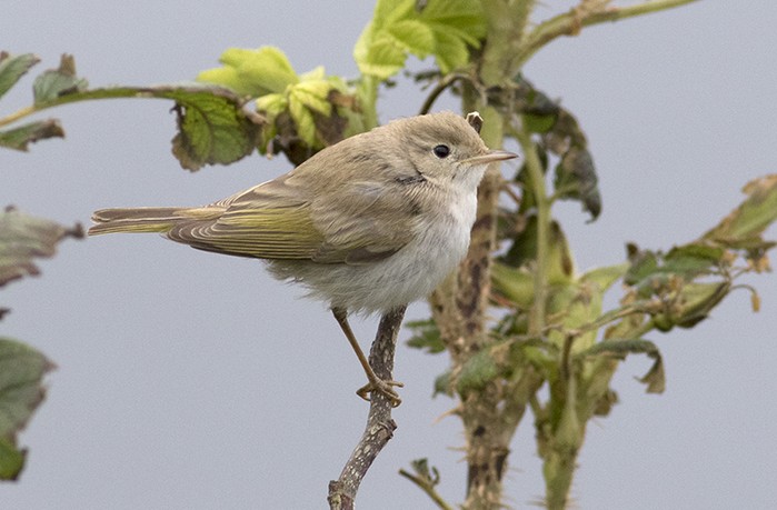Western Bonelli's Warbler