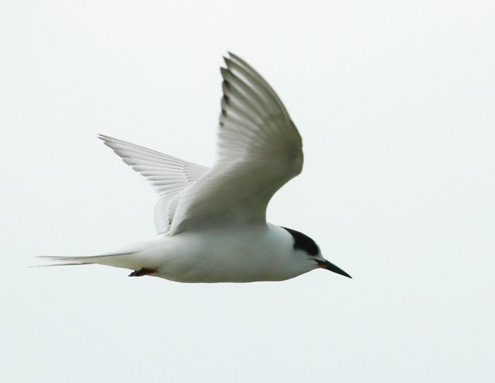 Arctic Tern