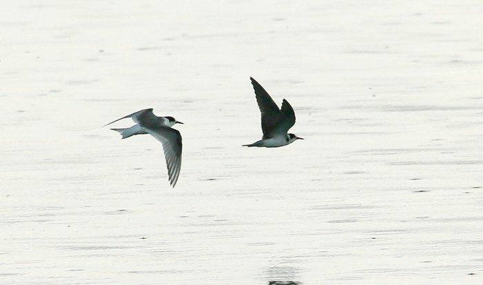 Black Tern