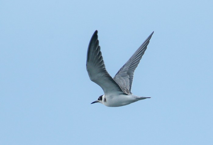Black Tern