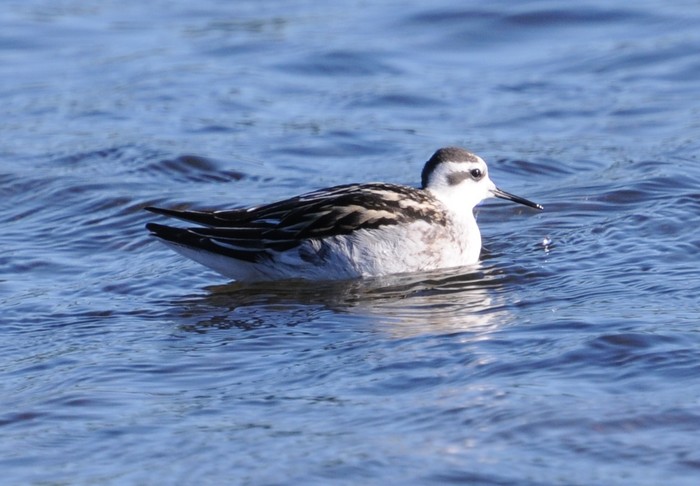Red-necked Phalarope