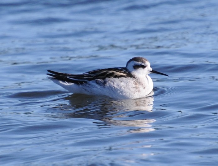 Red-necked Phalarope