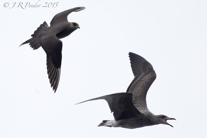 Arctic Skua