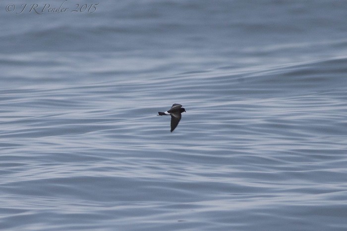 Wilson's Petrel