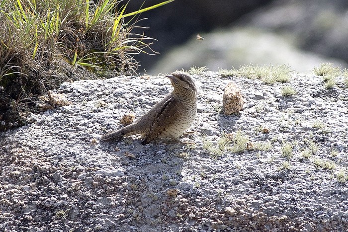 Wryneck