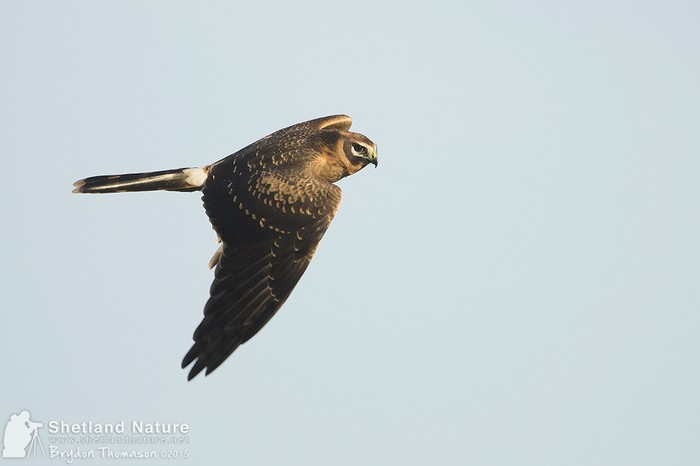Pallid Harrier