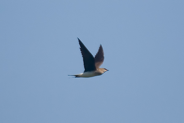 Black-winged Pratincole