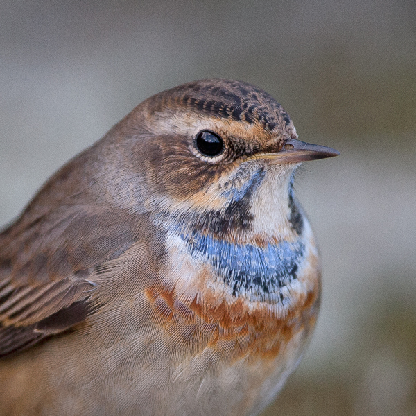 Red-spotted Bluethroat