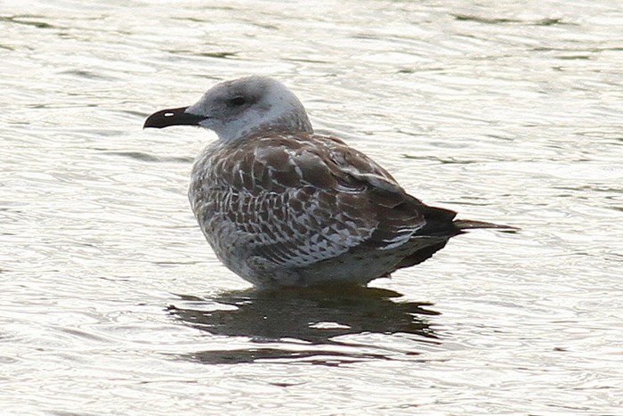 Yellow-legged Gull