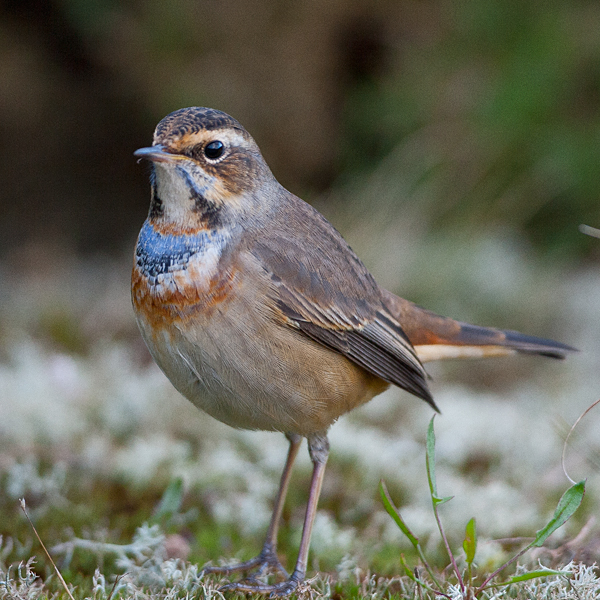 Red-spotted Bluethroat