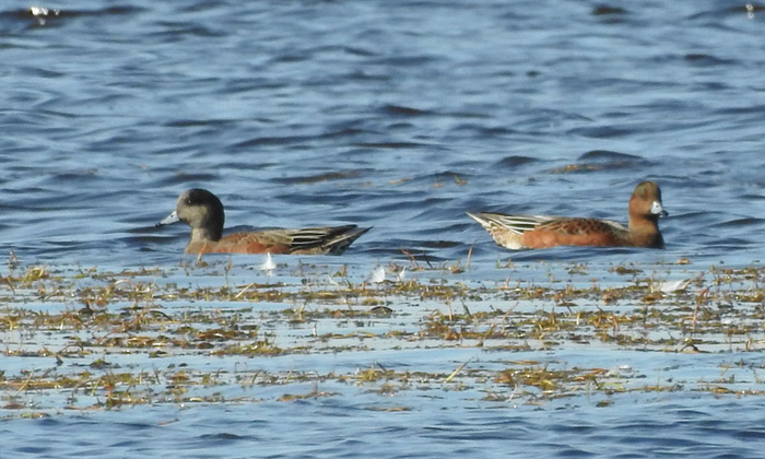 American Wigeon