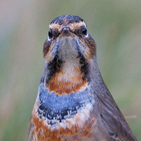 Red-spotted Bluethroat