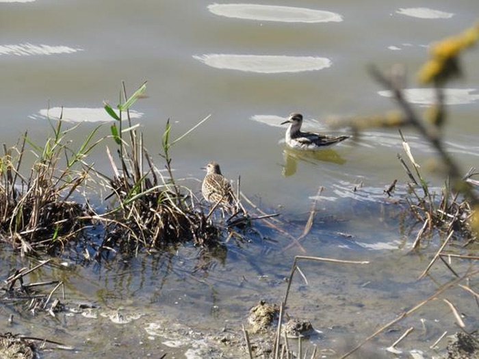 Pectoral Sandpiper