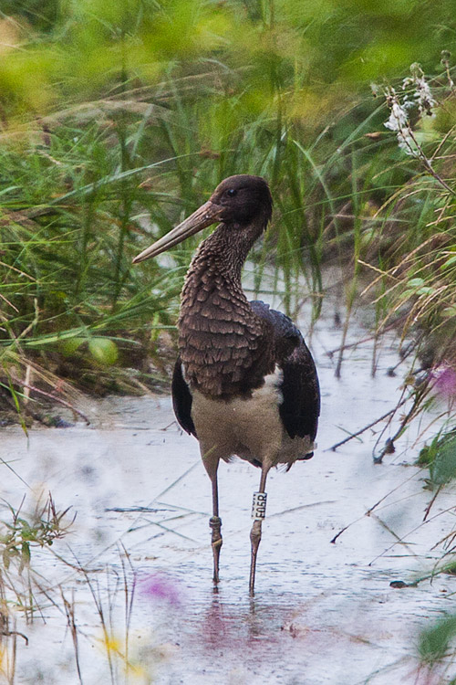 Black Stork