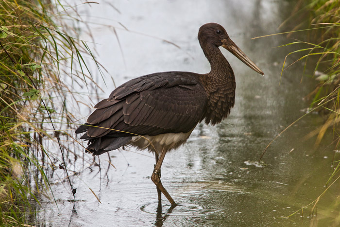 Black Stork