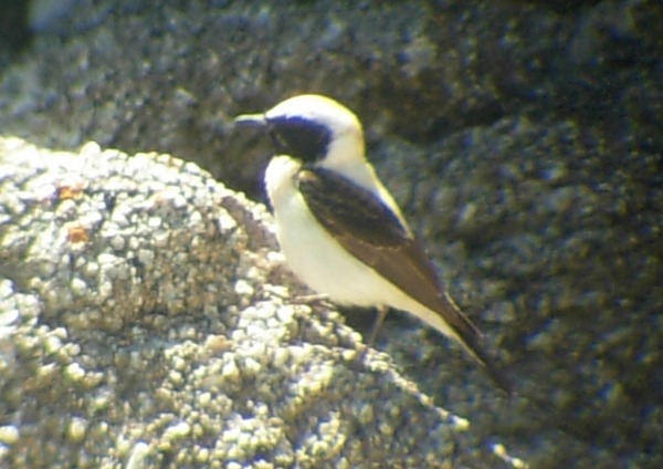 Eastern Black-eared Wheatear