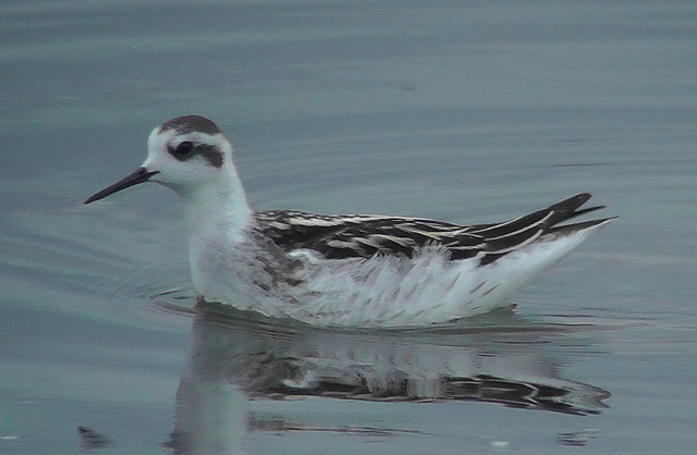 Red-necked Phalarope
