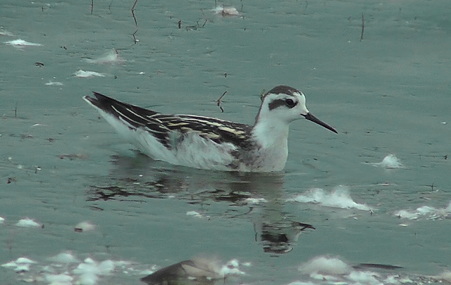 Red-necked Phalarope