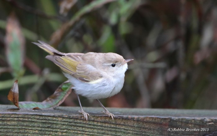 Western Bonelli's Warbler