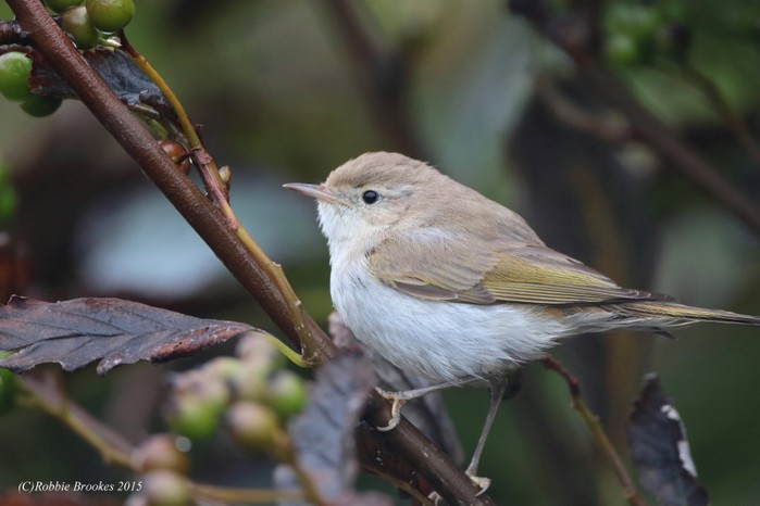 Western Bonelli's Warbler