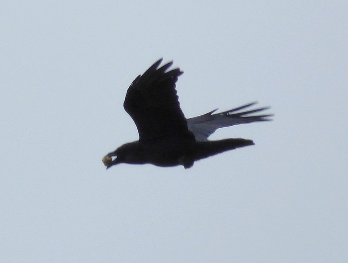 Raven