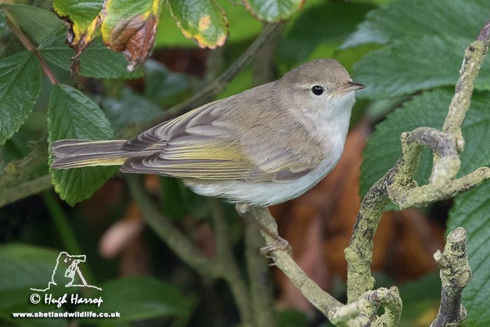 Western Bonelli's Warbler