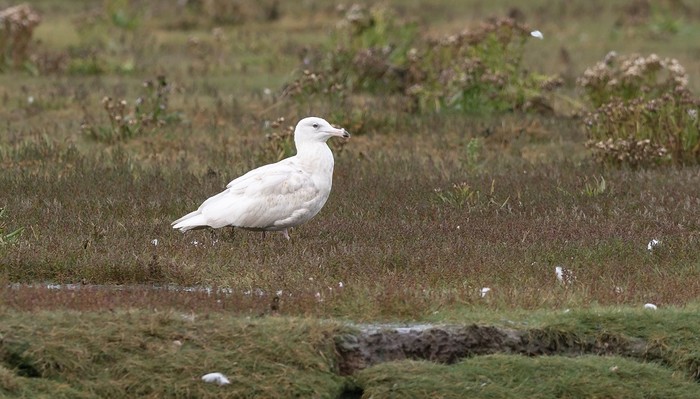 Glaucous Gull