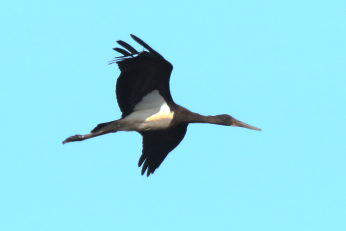 Black Stork