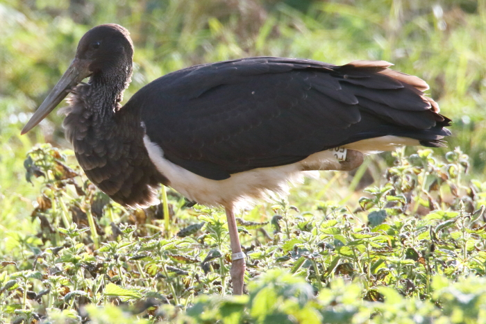 Black Stork