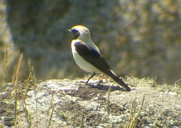 Eastern Black-eared Wheatear