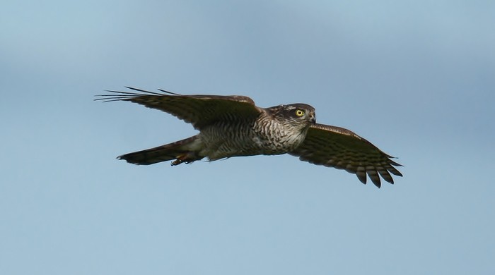 Sparrowhawk
