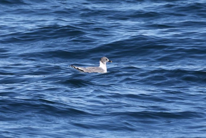 Sabine's Gull