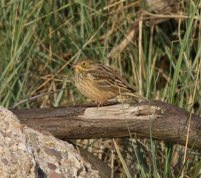 Ortolan Bunting